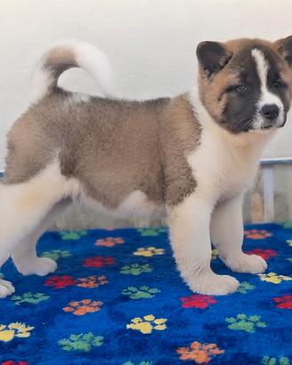 akita americano 