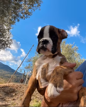 Boxer cuccioli