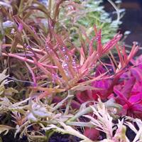 potature per acquario 