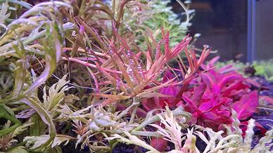 potature per acquario 