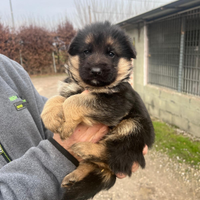 Cuccioli di pastore tedesco