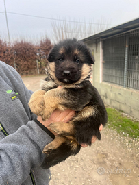 Cuccioli di pastore tedesco