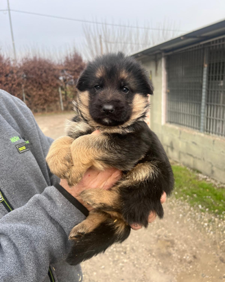 Cuccioli di pastore tedesco