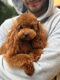 Disponibile per accoppiamento Barboncino Toy Red