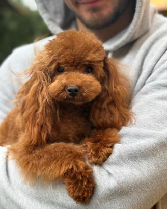 Disponibile per accoppiamento Barboncino Toy Red