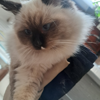 Ragdoll disponibile da subito