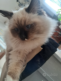 Ragdoll disponibile da subito