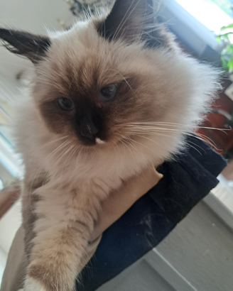 Ragdoll disponibile da subito