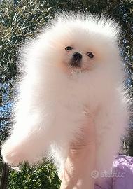 Spitz tedesco nano Pomerania