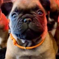 Ultimo Cucciolo di Bouledogue francese fulvo