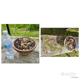 Caudex cactus Schizobasis lotto pianta fiore