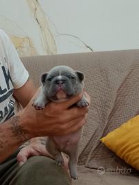 Bulldog francese urtimo maschio rimasto