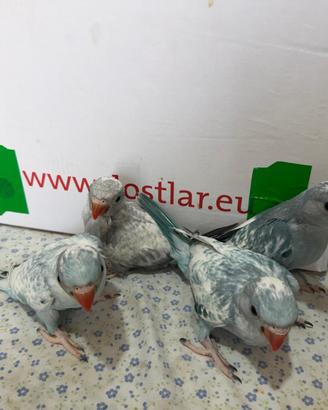 Parrocchetti dal collare allevati a mano