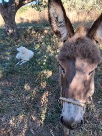 ASINELLO 3 mesi