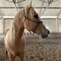 Stallone paint con documenti