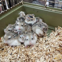 Criceti baby roborisky