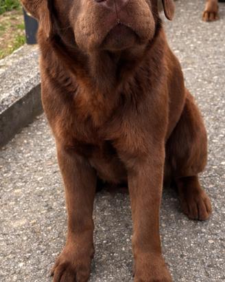 Labrador maschio pronto per monta
