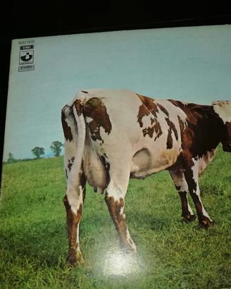 Vinile