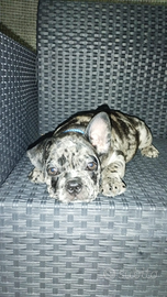 Bulldog francese