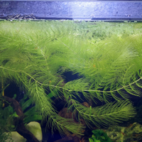 Acquario flora per acquario ceratophilliium