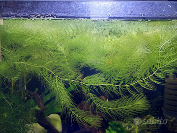 Acquario flora per acquario ceratophilliium