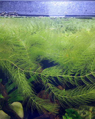 Acquario flora per acquario ceratophilliium