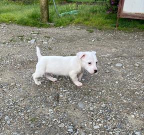 Cuccioli Jack Russel