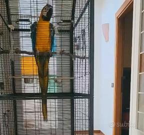 Pappagallo Ararauna giallo-blu parlante Maschio