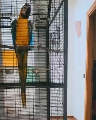 Pappagallo Ararauna giallo-blu parlante Maschio