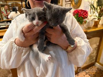 Gattini Simil Certosino x Bengala