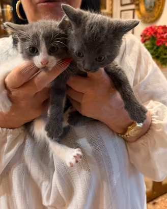Gattini Simil Certosino x Bengala