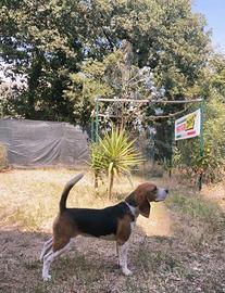 Beagle con pedigree