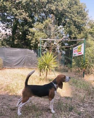 Beagle con pedigree