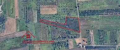 Terreno agricolo con uliveto a Campi Salentina