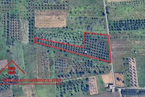 Terreno agricolo con uliveto a Campi Salentina