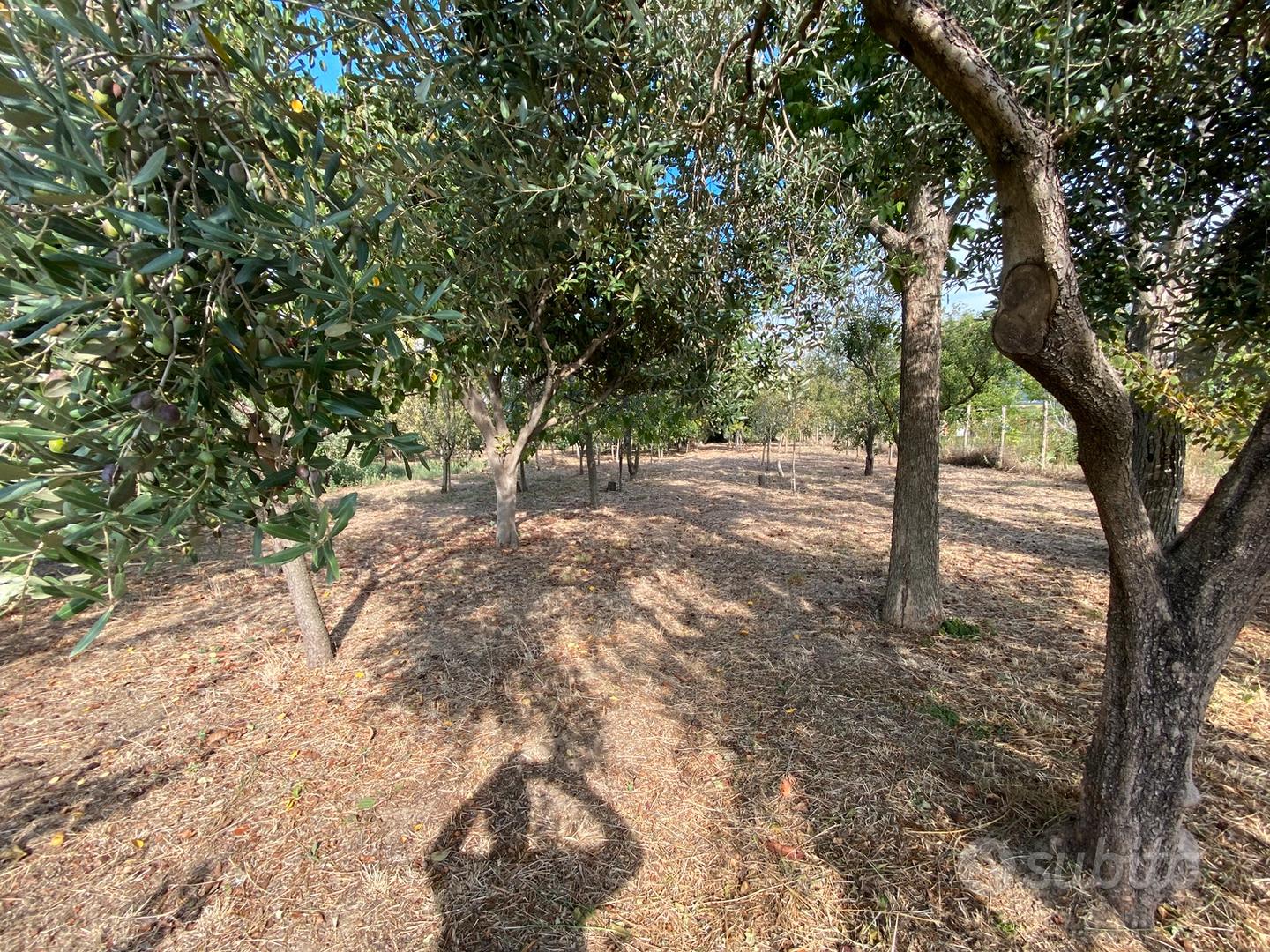 Terreno uso agricolo Spasso - Vista 4