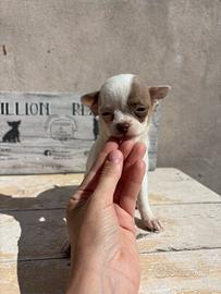 Chihuahua Lilac/ Bianca femmina pedigree