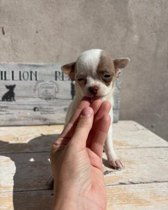 Chihuahua Lilac/ Bianca femmina pedigree