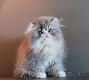 Cucciollo di gatti persiani ad alta genealogia