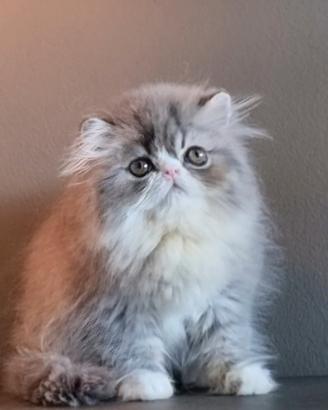 Cucciollo di gatti persiani ad alta genealogia