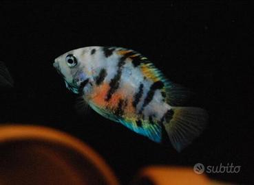 Ciclosoma Nigrofasciatum marble