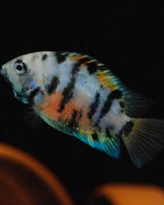 Ciclosoma Nigrofasciatum marble
