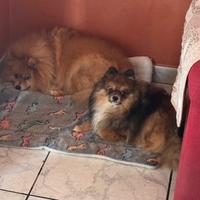 Volpino della Pomerania