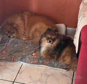 Volpino della Pomerania