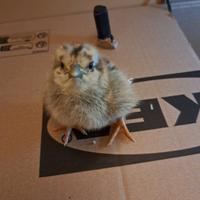 Pulcini e pulcinotti di gallina