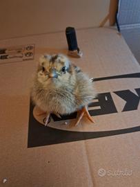 Pulcini e pulcinotti di gallina