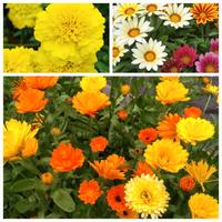 Set semi di Calendula Gazania Tagete