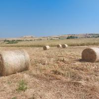 Vendita foraggio 27 balloni