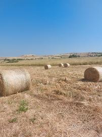 Vendita foraggio 27 balloni