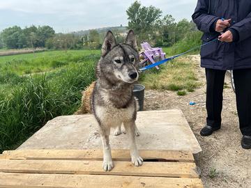 Femmina di husky in re ga lo